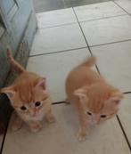 Boederijkittens kitten rood poes, Meerdere dieren, 0 tot 2 jaar