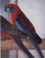 Pennantrosella | Passend advies | Gezonde vogels, Dieren en Toebehoren, Meerdere dieren, Parkiet