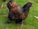 Brahma zwart goud gezoomd, Meerdere dieren, Kip