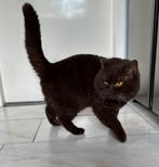 DEKKATER BRITS/BRITSE KORTHAAR MET STAMBOOM BLOEDGROEP B, Dieren en Toebehoren, Katten en Kittens | Dekkaters, 3 tot 5 jaar