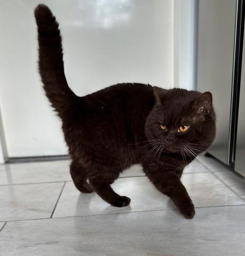 DEKKATER BRITS/BRITSE KORTHAAR MET STAMBOOM BLOEDGROEP B, Dieren en Toebehoren, Katten en Kittens | Dekkaters, 3 tot 5 jaar
