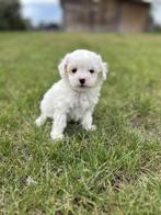 Prachtige Maltipoo pups bij ons geboren, België, Rabiës (hondsdolheid), 8 tot 15 weken, Meerdere