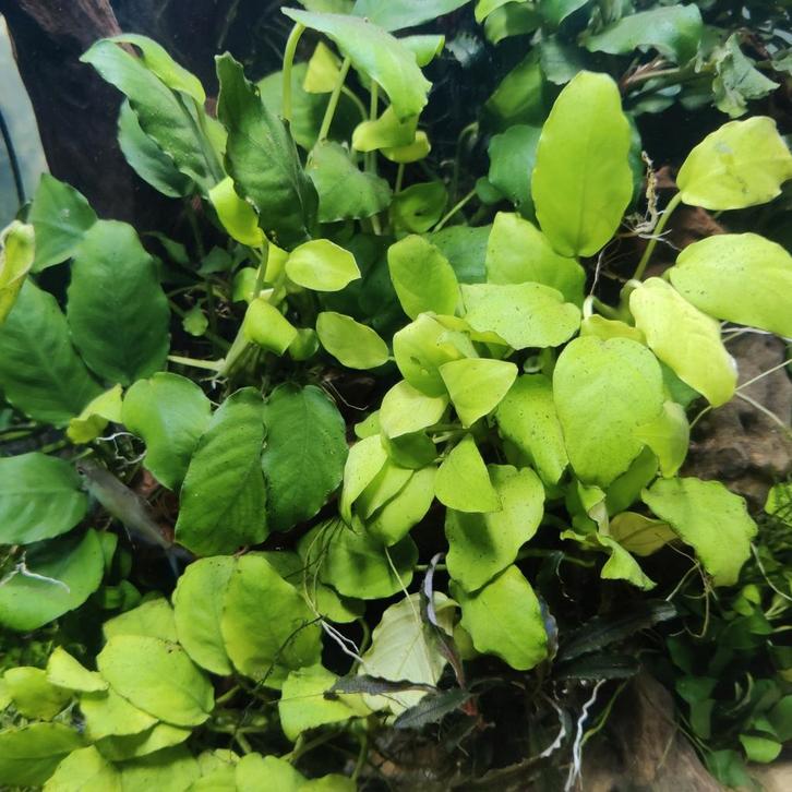 Plant stekjes + garnaaltjes + slakjes, Dieren en Toebehoren, Vissen | Aquaria en Toebehoren, Gebruikt, Plant(en), Steen of Hout