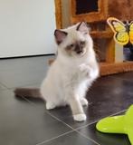 Poes Ragdoll kitten met stamboom uit huiselijke cattery, Dieren en Toebehoren, Katten en Kittens | Raskatten | Langhaar, Poes