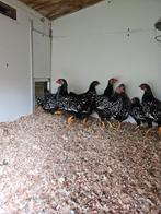 wyandotte kriel zwart wit gezoomd 4 hennen 1 haan, Dieren en Toebehoren, Pluimvee, Meerdere dieren, Kip