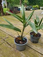 Trachycarpus fortunei, Winterharde palmboom, Tuin en Terras, Planten | Tuinplanten, Overige soorten, Ophalen, Bloeit niet, Volle zon