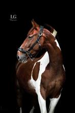 Prachtig allround lease paard beschikbaar!, Dieren en Toebehoren, 1 paard of pony