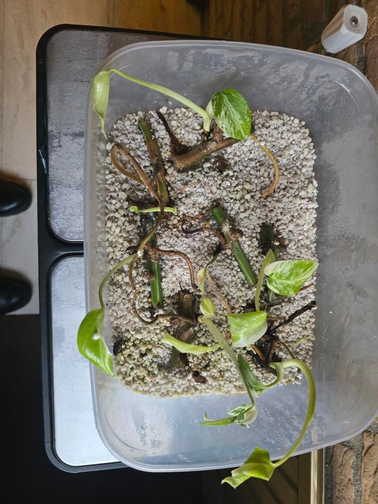 Monstera Variegata Stekje - Zeldzaam!, Vaste plant, Ophalen of Verzenden, Bloeit niet, Halfschaduw