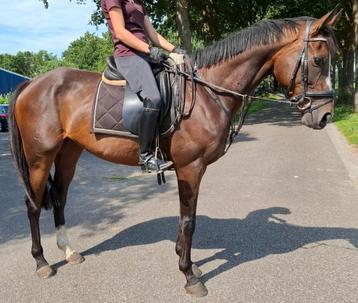 Superbrave 7 jr allrounder 1,67(recreatie-manege-sport) beschikbaar voor biedingen