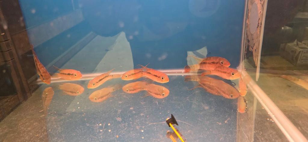 vissen krobia para river, Dieren en Toebehoren, Vis, Zoetwatervis