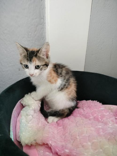 Wij mogen VERHUIZEN!, Dieren en Toebehoren, Katten en Kittens | Overige Katten, Meerdere dieren