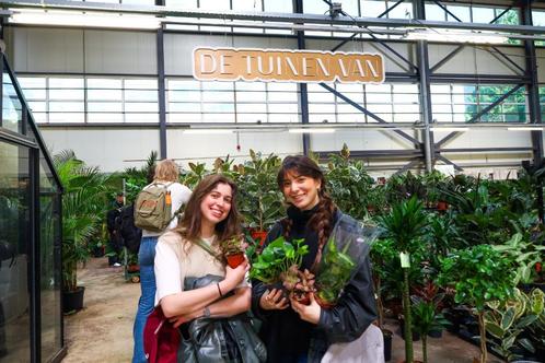 Goedkope planten, Huis en Inrichting, Kamerplanten, Overige soorten, Minder dan 100 cm, Ophalen