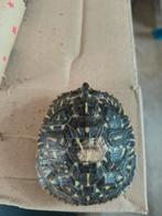 Terrapene Ornata, Schildpad, Tam, 0 tot 2 jaar