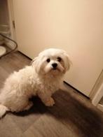 Lieve kyra, Parvo, Overige rassen, 1 tot 2 jaar, Teef