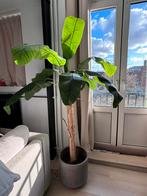 Kunstplant, Huis en Inrichting, Ophalen, Halfschaduw, 150 tot 200 cm