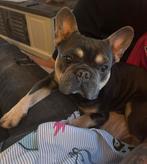 Dekreu franse bulldog, Dieren en Toebehoren, Rabiës (hondsdolheid), Reu, Eén hond, 3 tot 5 jaar