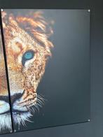 Leeuwen Foto op dibond materiaal, Ophalen, Overige typen, Zo goed als nieuw, 75 cm of meer