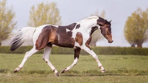 Ter Dekking: sport- & homozygoot bonte hengsten, Dieren en Toebehoren, Paarden en Pony's | Dekhengsten en Fokmerries, Hengst