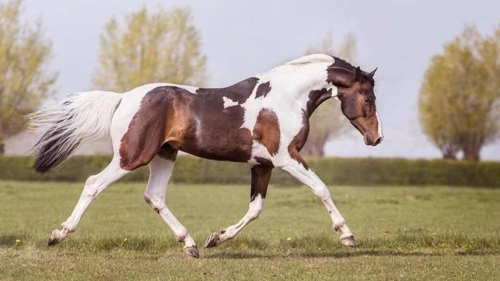 Ter Dekking: sport- & homozygoot bonte hengsten, Dieren en Toebehoren, Paarden en Pony's | Dekhengsten en Fokmerries, Hengst