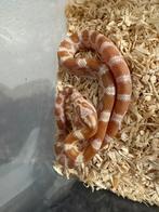 Saffron rattenslang 0.1, Dieren en Toebehoren, Slang, 0 tot 2 jaar
