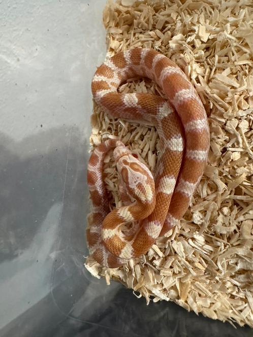 Saffron rattenslang 0.1, Dieren en Toebehoren, Reptielen en Amfibieën, Slang, 0 tot 2 jaar