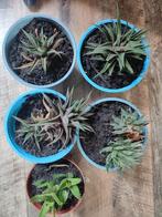 Kleine vetplantjes, Huis en Inrichting, Kamerplanten, Minder dan 100 cm, Halfschaduw, Ophalen, Vetplant