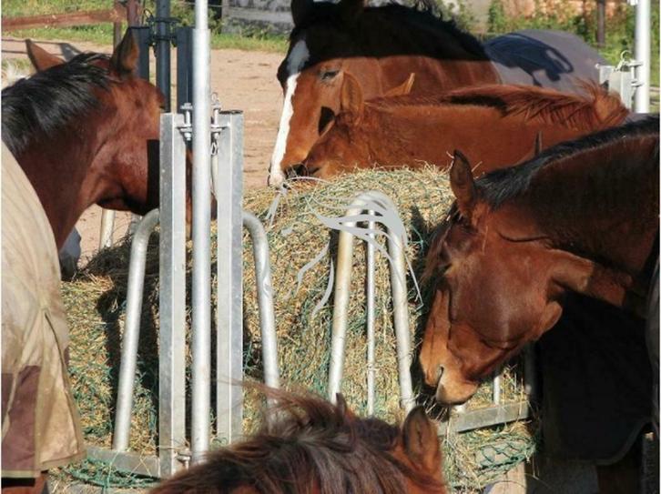 Voerruif, Hooiruif, Ruif, Ruiven, Voeren, Paard, Rundvee, Dieren en Toebehoren, Stalling en Weidegang, Opfok, Stalling, Weidegang