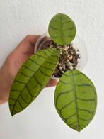 Hoya callistophylla Bulat, Huis en Inrichting, Kamerplanten, Ophalen of Verzenden, Overige soorten, Minder dan 100 cm