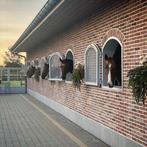 GEZOCHT stalling omgeving ‘t Gooi/Laren, Dieren en Toebehoren, Stalling en Weidegang, Stalling