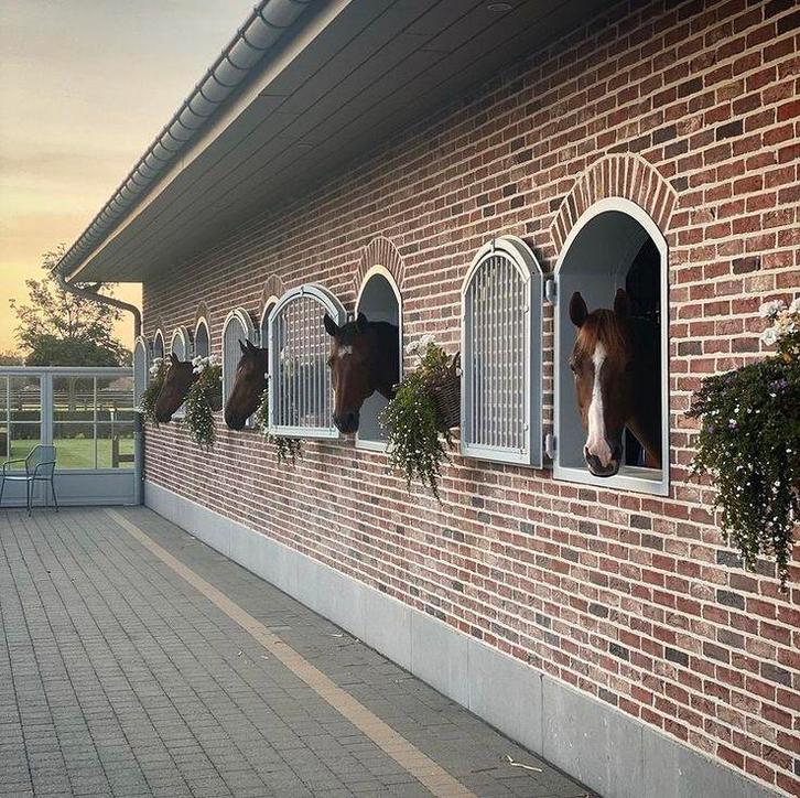 GEZOCHT stalling omgeving ‘t Gooi/Laren, Dieren en Toebehoren, Stalling en Weidegang, Stalling