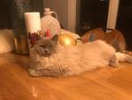 Ragdoll kittens verwacht x nebelung, Dieren en Toebehoren, Katten en Kittens | Raskatten | Langhaar, Meerdere dieren, Ingeënt