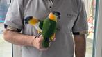 Koppel Zeer tamme Caique, erg lief, inc kooi, Dieren en Toebehoren, Vogels | Parkieten en Papegaaien, Meerdere dieren, Papegaai