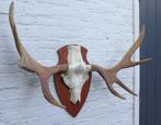 SCANDINAVISCH ELAND GEWEI OP HOUTEN SCHILD (ref. O), Verzamelen, Ophalen, Gebruikt, Hert, Gewei of Kop
