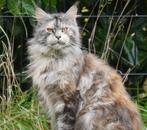 maine coon poes, Dieren en Toebehoren, Katten en Kittens | Raskatten | Langhaar, Poes, Gechipt, 6 jaar of ouder