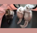 Mooie langhaar kittens!!!, Dieren en Toebehoren, Katten en Kittens | Raskatten | Korthaar, Meerdere dieren, Ontwormd, 0 tot 2 jaar