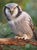 Sperweruil mannetje, Dieren en Toebehoren, Vogels | Overige Vogels, Mannelijk, Roofvogel, Geringd