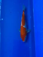 Kohaku, Karper of Koi