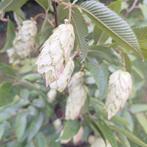 Carpinus japonica 'Chinese Lantern'
Japanse haagbeuk, Ophalen, Overige soorten