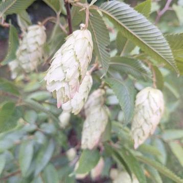Carpinus japonica 'Chinese Lantern'
Japanse haagbeuk beschikbaar voor biedingen