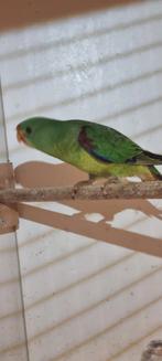 Swift man, Dieren en Toebehoren, Mannelijk, Parkiet