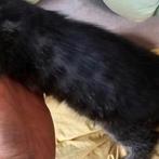 mag nu weg - Bengaal kruising kitten poes charcoal, Dieren en Toebehoren, Katten en Kittens | Overige Katten, Poes, Kortharig