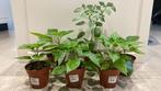 6 soorten peperplanten, Tuin en Terras, Ophalen of Verzenden