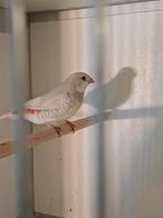 Diamandvinken, Dieren en Toebehoren, Vogels | Kanaries, Meerdere dieren