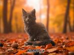 Maine Coon kittens uit compleet  geteste lijnen, Dieren en Toebehoren, Meerdere dieren, Gechipt, 0 tot 2 jaar