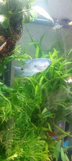 Gourami, Dieren en Toebehoren, Vissen | Aquariumvissen, Vis