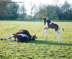 Lieve, makke appaloosa en bonte veulens, Dieren en Toebehoren, Paarden, Meerdere dieren, Minder dan 160 cm, 0 tot 2 jaar