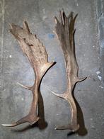 Geweien – Eén Exemplaar Met Unieke Mutatie, Ophalen of Verzenden, Zo goed als nieuw, Hert, Gewei of Kop