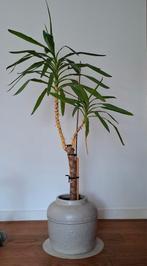 Kamerplant inclusief stenen pot, Huis en Inrichting, Kamerplanten, Ophalen, Halfschaduw, 150 tot 200 cm