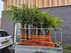 palmboom, Olijfboom, Bamboe, Yucca, Bananenplant, Korting!!, 100 tot 250 cm, Zomer, Palmboom, Ophalen