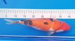 Koi wegens overbevolking te koop : Ginrin Sanke, Karper of Koi